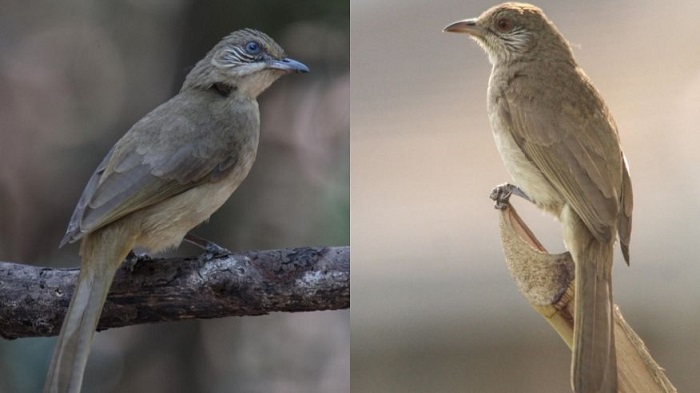 Surprising DNA test result leads to bird discovery 